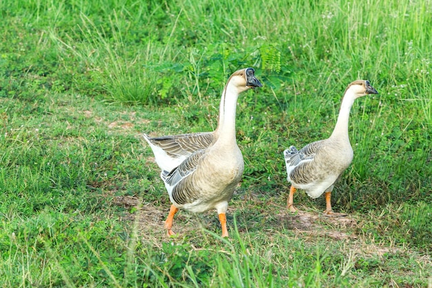 View of birds on grass