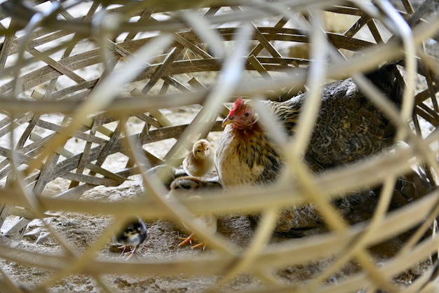 View of birds in nest