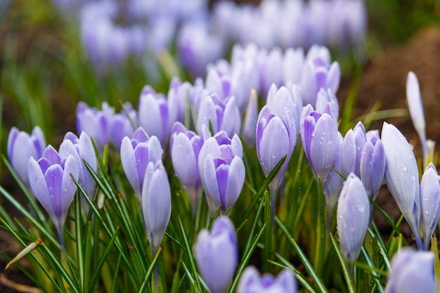 View of blooming first spring flowers crocus