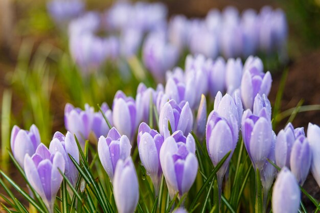 View of blooming first spring flowers crocus