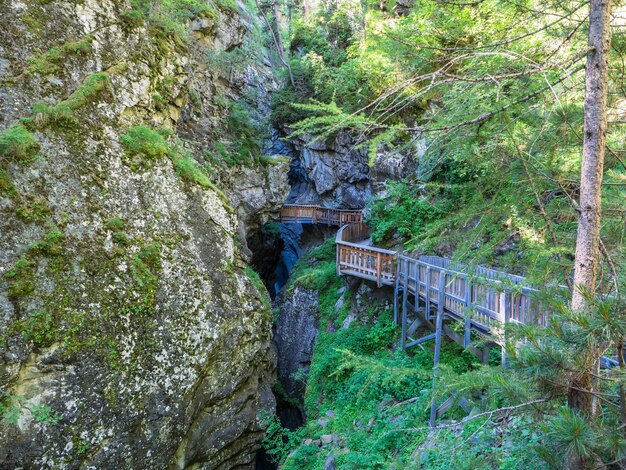 Photo view of bridge in forest