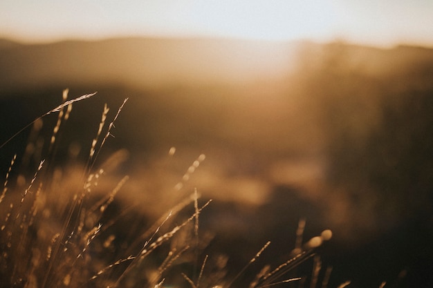 View of a brown grass field