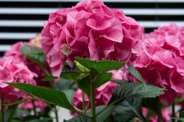 View of the bushes of pink hydrangea in the garden.