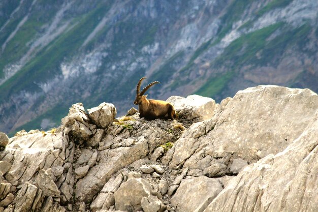 Photo view of capricorn on rock