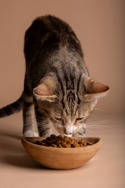 View of cat eating food from a bowl