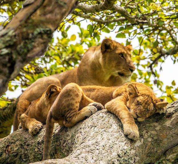 Photo view of a cat resting on rock