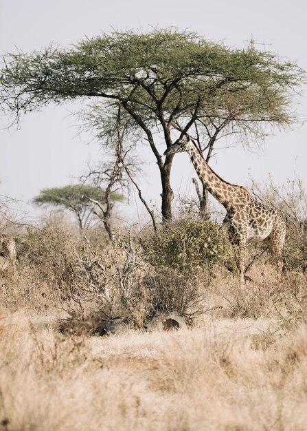 Photo view of a cat on tree