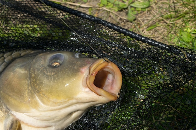 View of a caught carp lying in a landing net on the grass