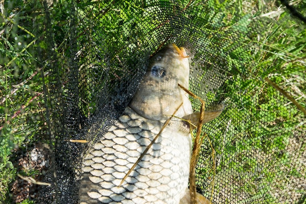 View of a caught carp lying in a landing net on the grass