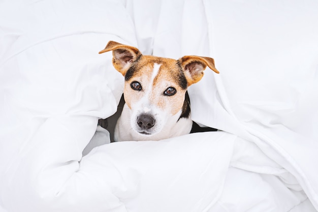 Above view of charming dog jack russell wrapped in white duvet