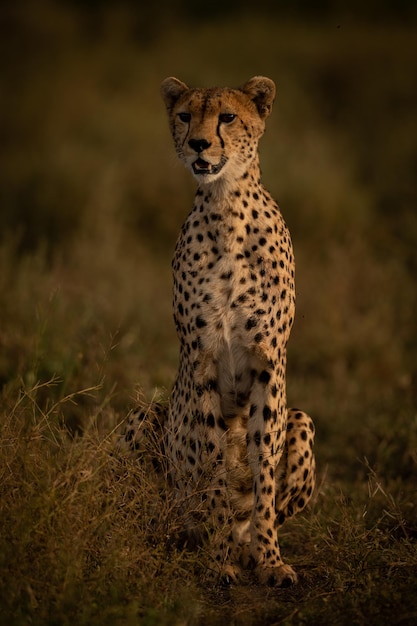 Photo view of cheetah siting on field