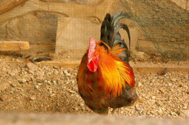 Photo view of a chicken