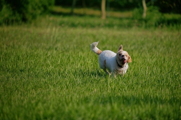 Photo view of chihuahua dog running on grass