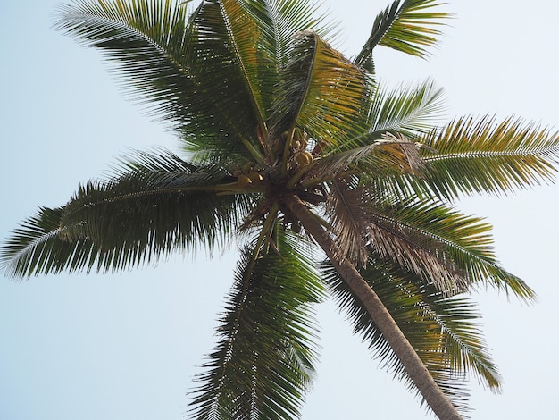 View of the coconut tree from the bottom up. Concept of vacation and tropical places