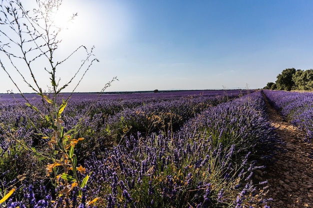 View of a colourful and blossoming lavender field