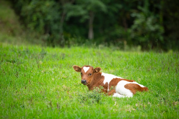 view of a cow in the grass