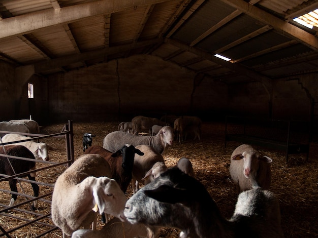 Photo view of cows in shed