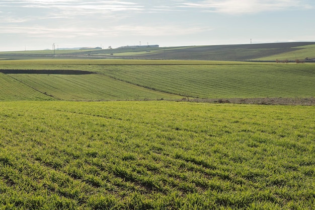 View of a crop field in CastillaLa Mancha Toledo Spain