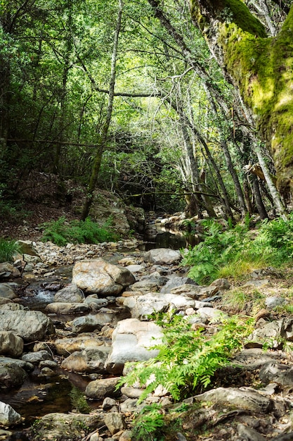 View of a crystal clear river in the middle of the forest, Vertical view