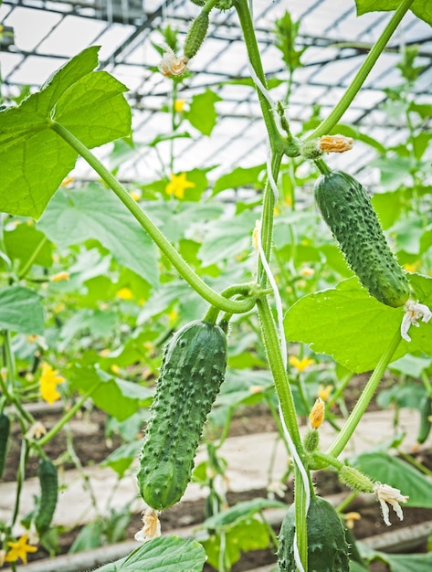 View on  cucumbes in greenhouse.