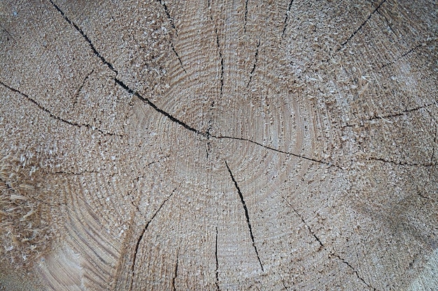 View of the cut tree trunk wood texture background