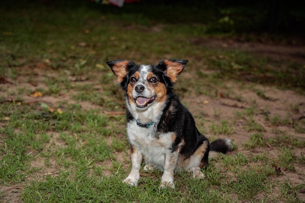 View of the cute Border Collie in the park