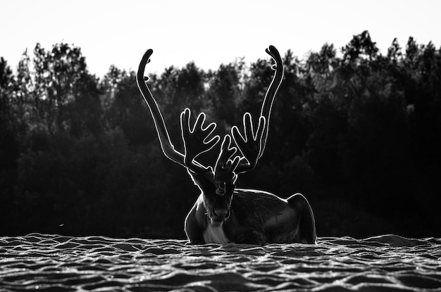 Photo view of deer against trees