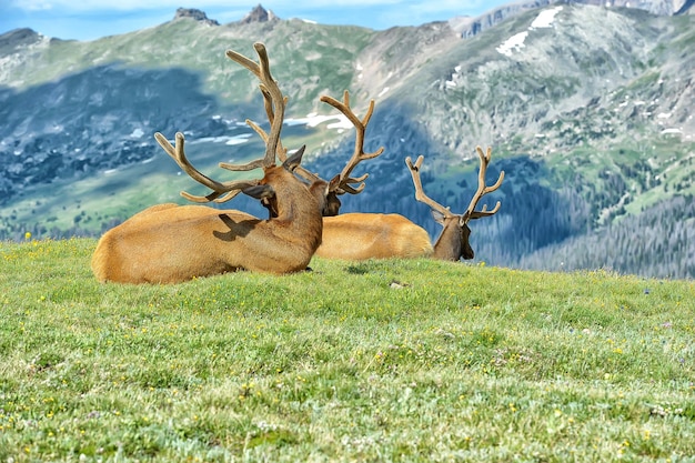 Photo view of deer on field