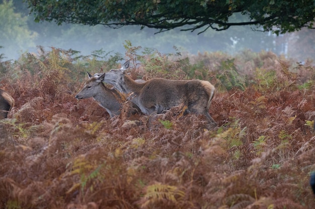 Photo view of deer in forest