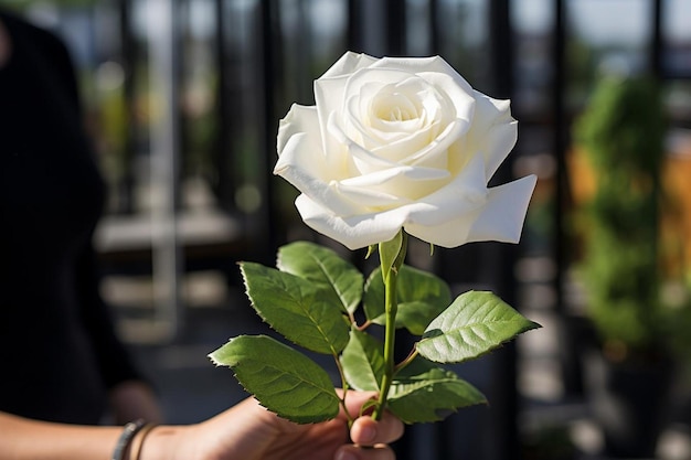 View of delicate white rose held