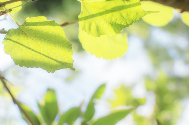 View detailed closeup Green nature and natural sunlight. There is a blurred background to 