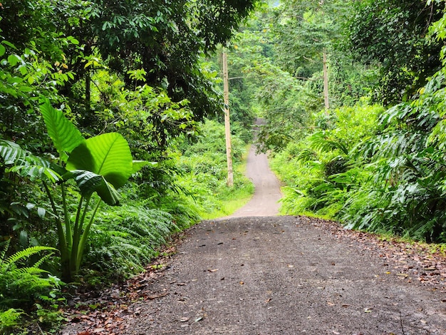 View of dirt road in the jungle of Danum Valley Lahad Datu Sabah Borneo Malaysia