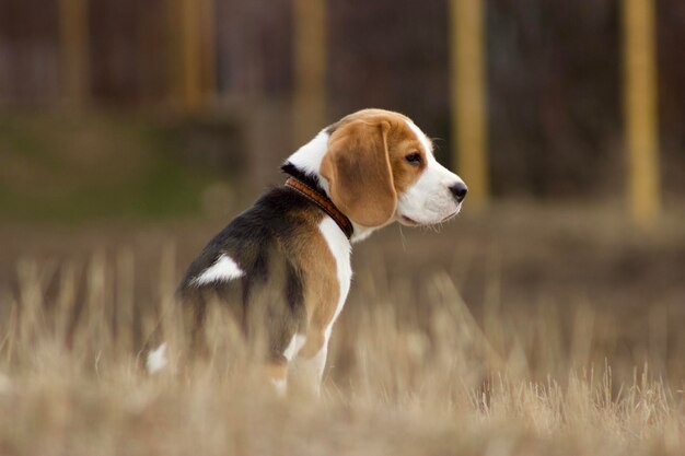 Photo view of a dog looking away