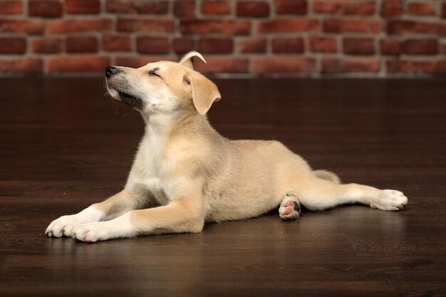 Photo view of a dog lying down on floor