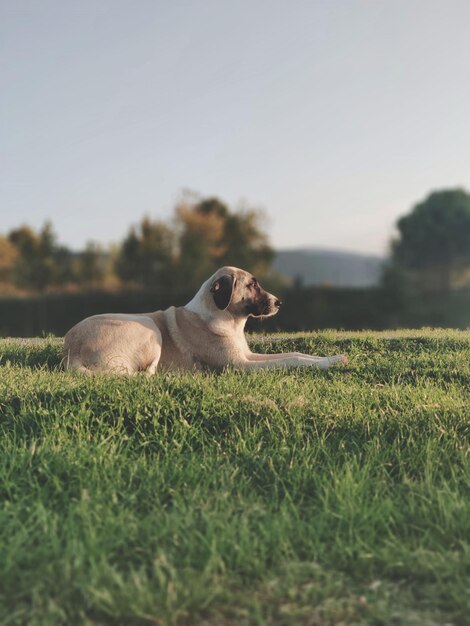 Photo view of dog relaxing on field