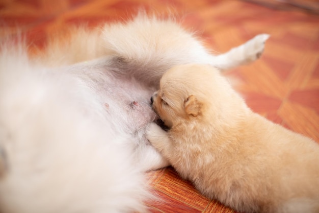 View of a dog sleeping