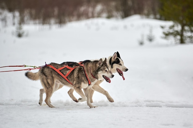 Photo view of dog on snow covered land