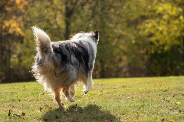 Photo view of dog standing on field