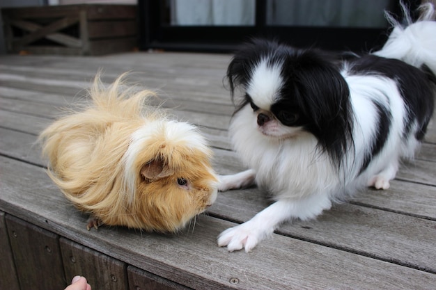 View of dogs relaxing on wood