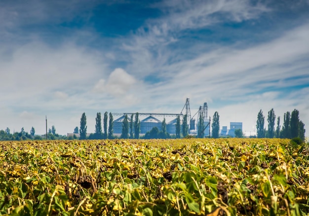 View of dried sunflowers on a field and grain storage containers in the background