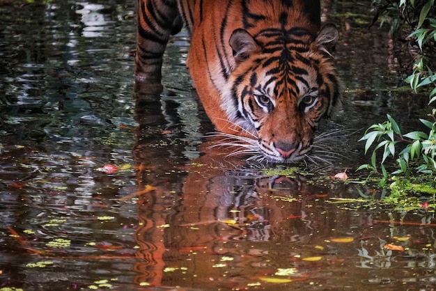 Photo view of a drinking water from a lake