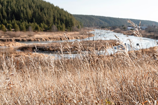 View of dry autumn plants and grass against river forest landscape beauty in nature neutral beige