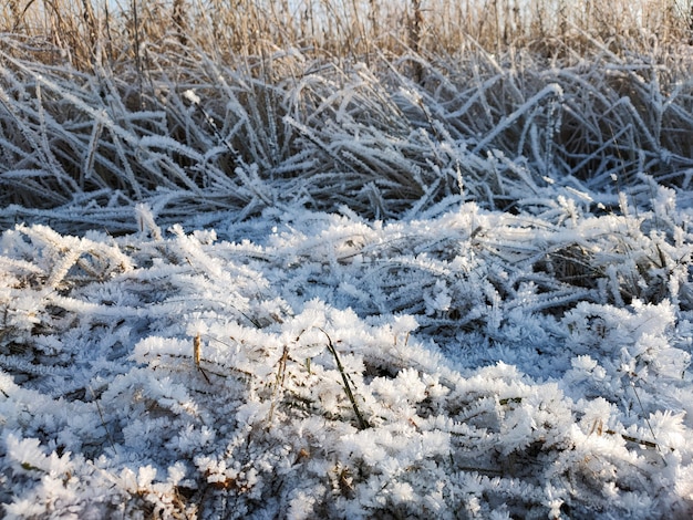 A view of dry grass covered with crystals of frost on a frosty sunny day.