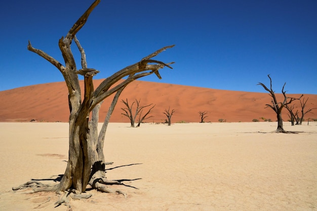 View of dry trunks of single trees standing in the desert on the sand against the background dunes