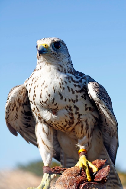 View of a falconer's glove with a falcon on top of it.