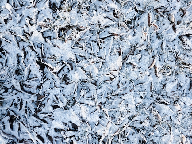 A view of fallen leaves covered with crystals of frost on a frosty sunny day.