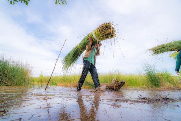 View Farmers harvest Lepironia articulata vietnamese name is co bang It is harvested by people in the Mekong Delta to make handicraft products Bang grass is used to make products such as straws