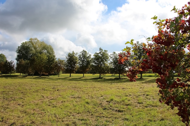 view of the field from the viburnum bush on a sunny day