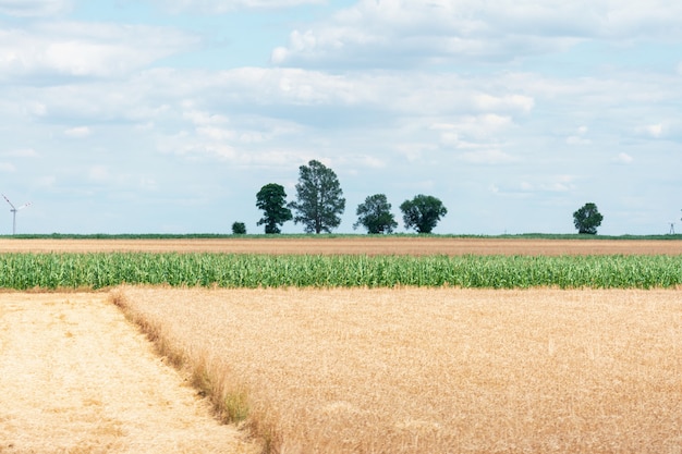 View of a field with partially cut ripe wheat and corn