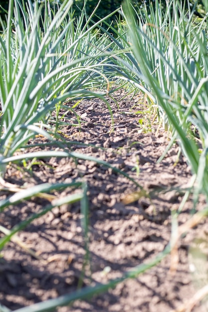 View of a field with ripening green onions Onion field Onion ripe plants growing in the field closeup Field onion ripening in spring Agricultural landscape Growing green onions in the garden